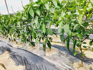 Youngdok님의 고추 · 비료•농약 작성글 사진