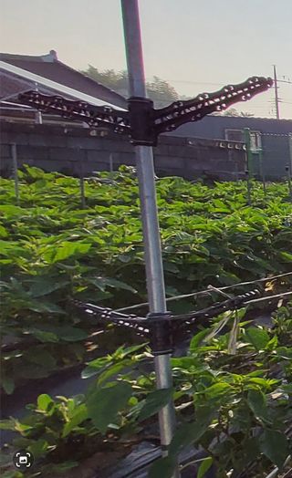 김중언님의 고추 · 지주설치•유인•성장 작성글 사진