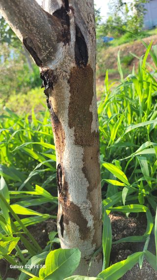 정상훈님의 팜모닝 병해충 연구회 · 병해충상담 작성글 사진