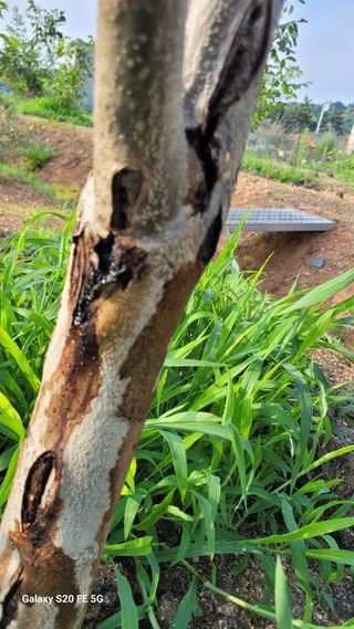 정상훈님의 팜모닝 병해충 연구회 · 병해충상담 작성글 사진