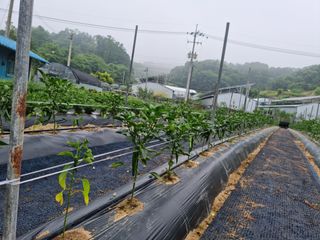 고추농사님의 고추 · 파종•정식 작성글 사진