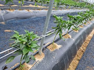 고추농사님의 고추 · 파종•정식 작성글 사진