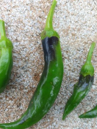 단양 🌽 옥수수님의 고추 · 병해충상담 작성글 사진