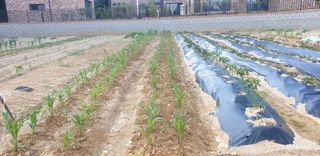 만대산후손님의 옥수수 · 자유게시판 작성글 사진