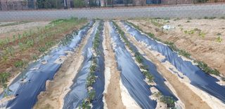 만대산후손님의 옥수수 · 자유게시판 작성글 사진