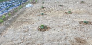 만대산후손님의 옥수수 · 자유게시판 작성글 사진