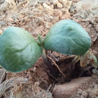 윤충기님의 콩 · 자유게시판 작성글 사진