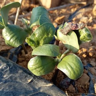 윤충기님의 콩 · 자유게시판 작성글 사진