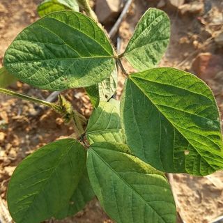 윤충기님의 콩 · 자유게시판 작성글 사진