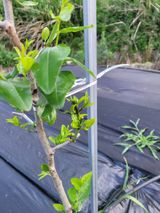 팜모닝 팜모닝 병해충 연구회·병해충상담 게시글 이미지