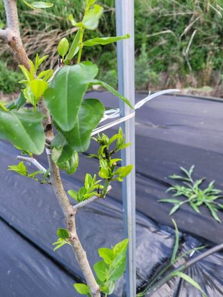 가희농장님의 팜모닝 병해충 연구회 · 병해충상담 작성글 사진