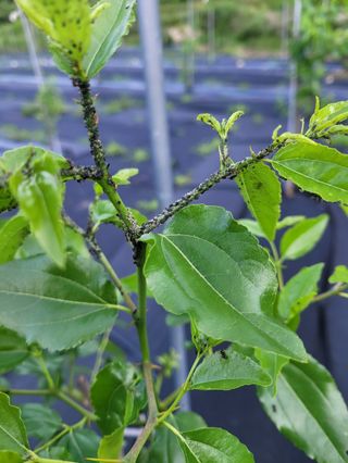 가희농장님의 팜모닝 병해충 연구회 · 병해충상담 작성글 사진