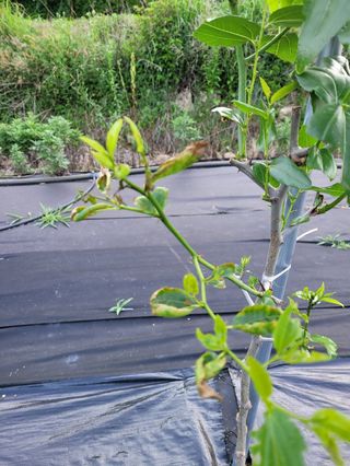 가희농장님의 팜모닝 병해충 연구회 · 병해충상담 작성글 사진