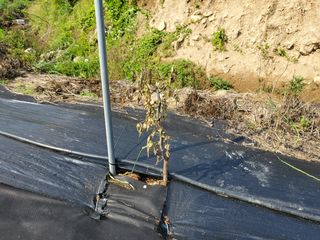 가희농장님의 팜모닝 병해충 연구회 · 병해충상담 작성글 사진