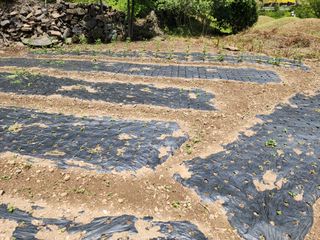 돗대짱님의 고추 · 영농일지 작성글 사진