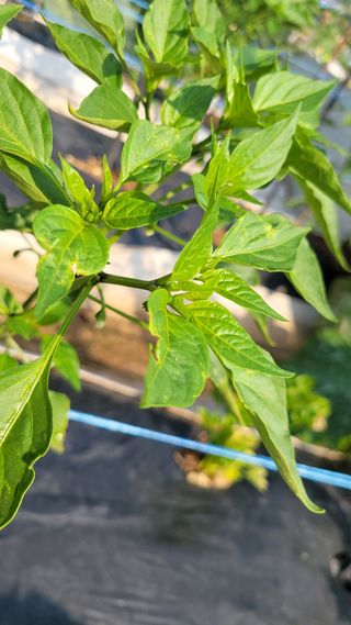 문현자 님의 고추 · 병해충상담 작성글 사진