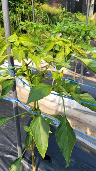 문현자 님의 고추 · 병해충상담 작성글 사진