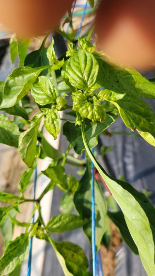 문현자 님의 고추 · 병해충상담 작성글 사진