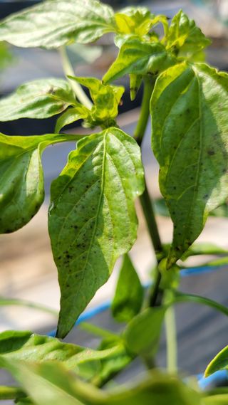 문현자 님의 고추 · 병해충상담 작성글 사진