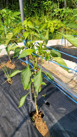 문현자 님의 고추 · 병해충상담 작성글 사진