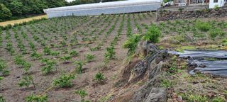 고정민님의 귤 · 묘목•접목 작성글 사진