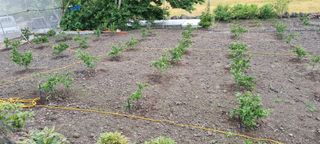 고정민님의 귤 · 묘목•접목 작성글 사진