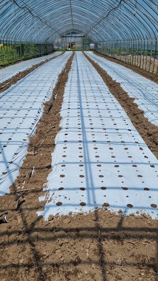 권오천님의 상추 · 자유게시판 작성글 사진