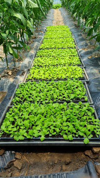 권오천님의 상추 · 자유게시판 작성글 사진