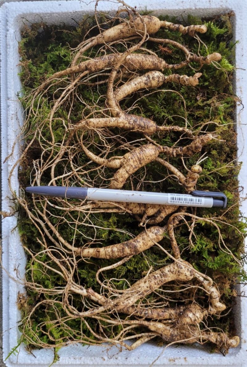 신재용님의 장터 판매 상품 [장뇌삼 파격 할인판매 ] 첨부 사진