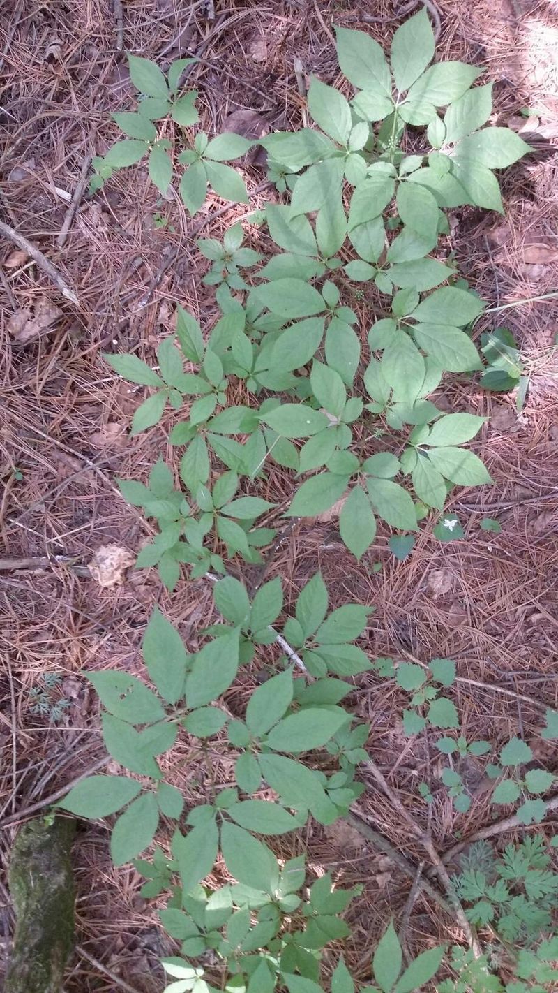 신재용님의 장터 판매 상품 [장뇌삼 파격 할인판매 ] 첨부 사진