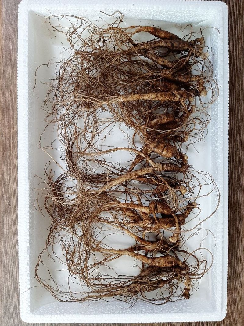 장터 상품 [장뇌삼 할인판매 ] 썸네일