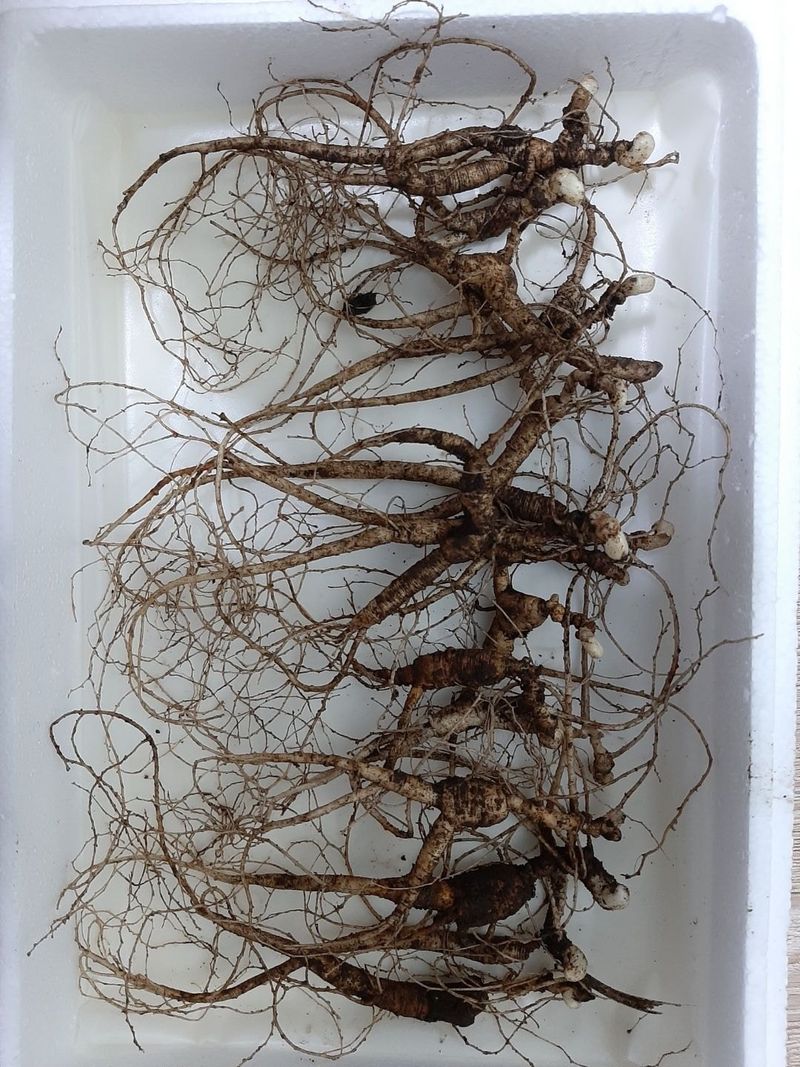 신재용님의 장터 판매 상품 [장뇌삼 할인판매 ] 첨부 사진