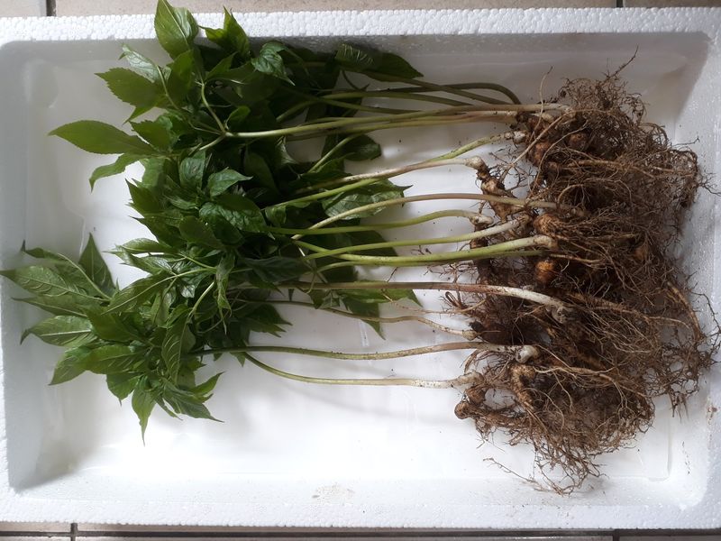 신재용님의 장터 판매 상품 [장뇌삼 할인판매 ] 첨부 사진