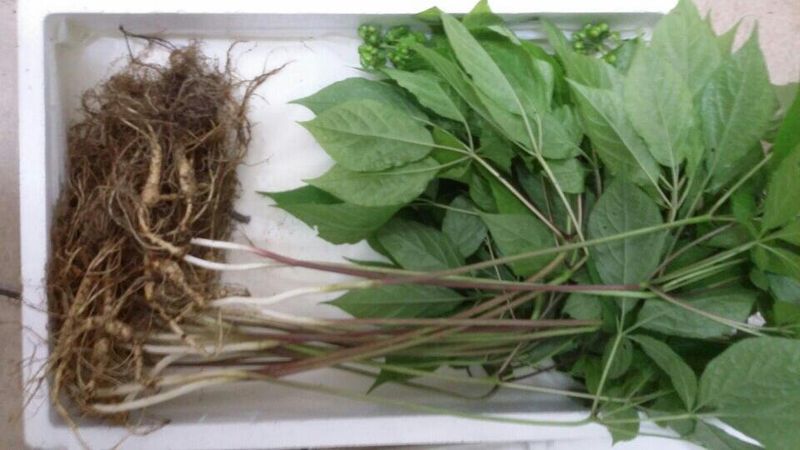 신재용님의 장터 판매 상품 [장뇌삼 할인판매 ] 첨부 사진