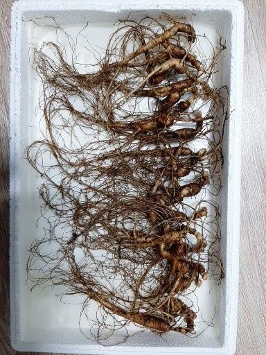 신재용님의 장터 판매 상품 [장뇌삼 할인판매 ] 첨부 사진