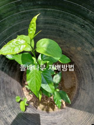 알 수 없음님의 자유주제 · 자유게시판 작성글 사진