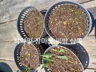 알 수 없음님의 자유주제 · 자유게시판 작성글 사진