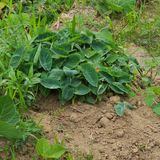 팜모닝 기타작물·자유게시판 게시글 이미지