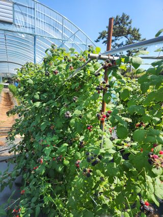 심원댁님의 자유주제 · 자유게시판 작성글 사진