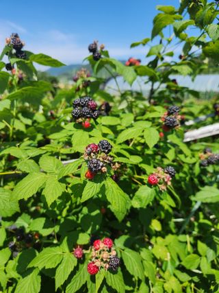 심원댁님의 자유주제 · 자유게시판 작성글 사진