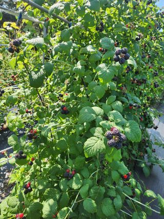 심원댁님의 자유주제 · 자유게시판 작성글 사진