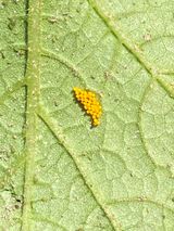 팜모닝 호박·병해충상담 게시글 이미지