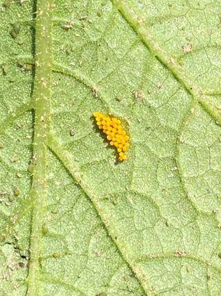 친환경님의 호박 · 병해충상담 작성글 사진