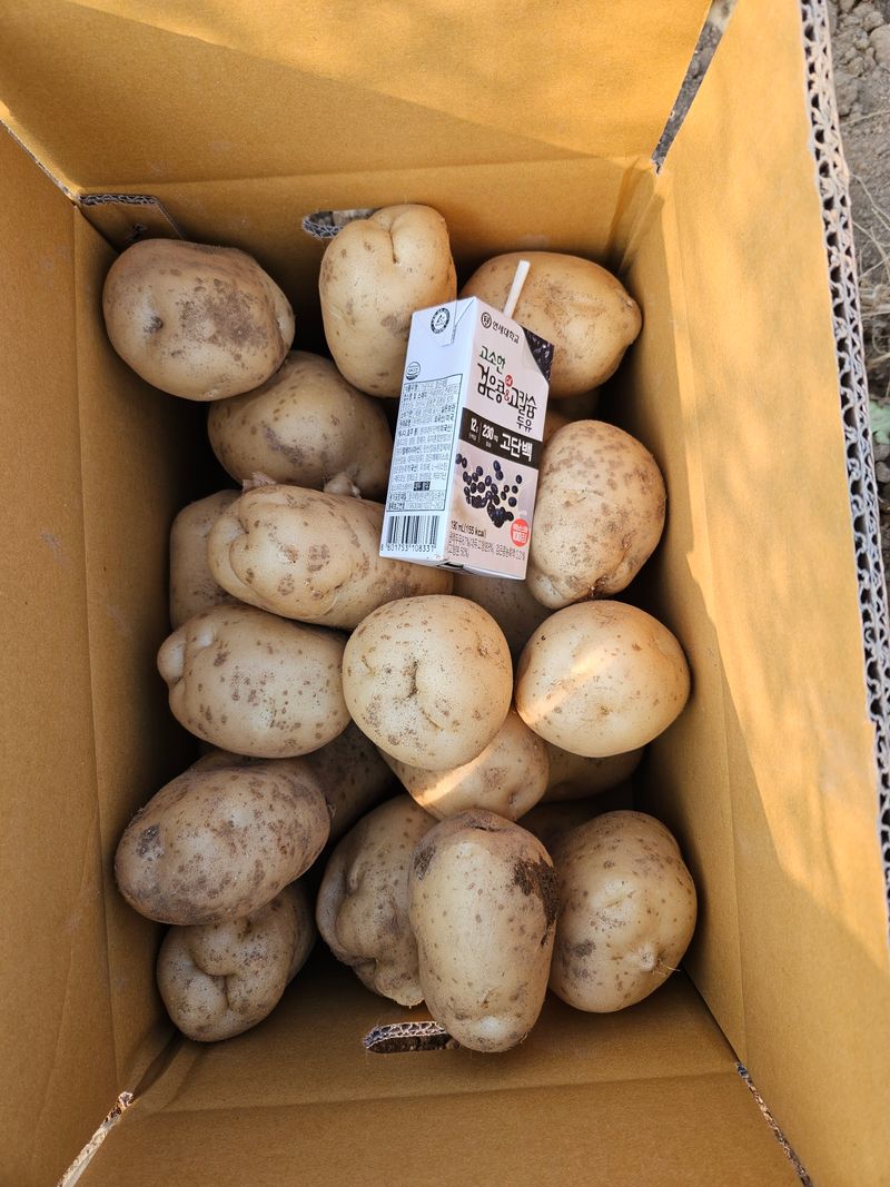 호욱33459725님의 장터 판매 상품 [감자 10kg(판매완료)] 첨부 사진