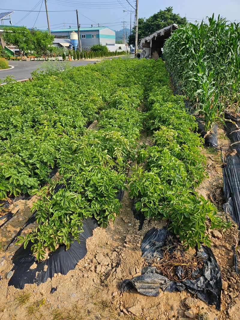 호욱33459725님의 장터 판매 상품 [감자 10kg(판매완료)] 첨부 사진
