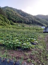 팜모닝 호박·자유게시판 게시글 이미지