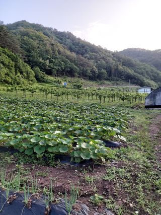 유석범님의 호박 · 자유게시판 작성글 사진