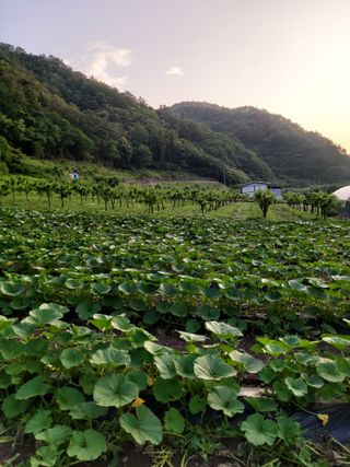 유석범님의 호박 · 자유게시판 작성글 사진