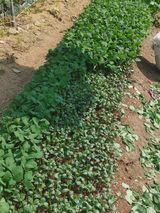 팜모닝 콩·자유게시판 게시글 이미지