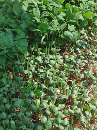 엉뚱한농사꾼임경섭님의 콩 · 자유게시판 작성글 사진